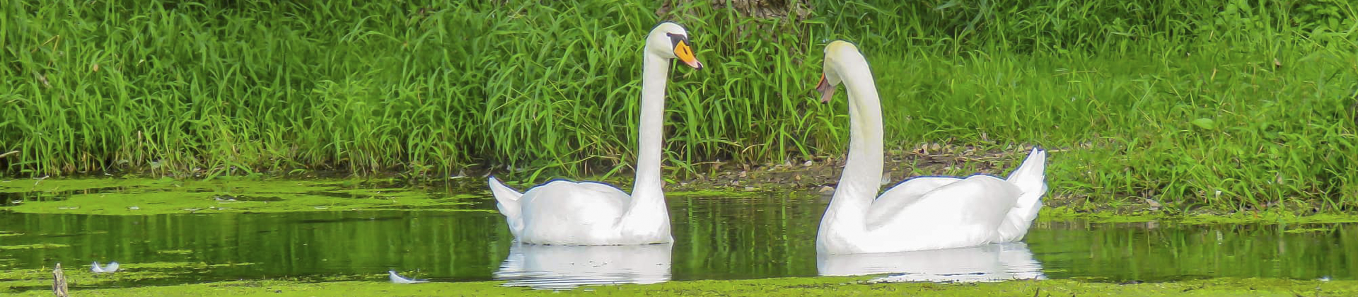 Cygne